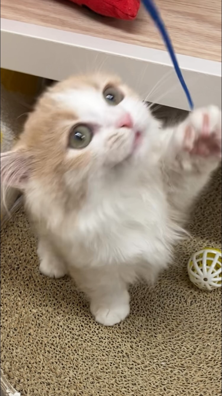 短いおててで遊んでいる姿が可愛すぎる💖