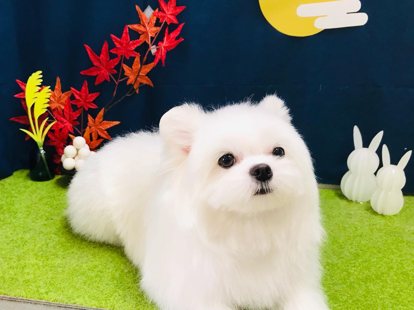 トリミングご利用のお客様です❣️