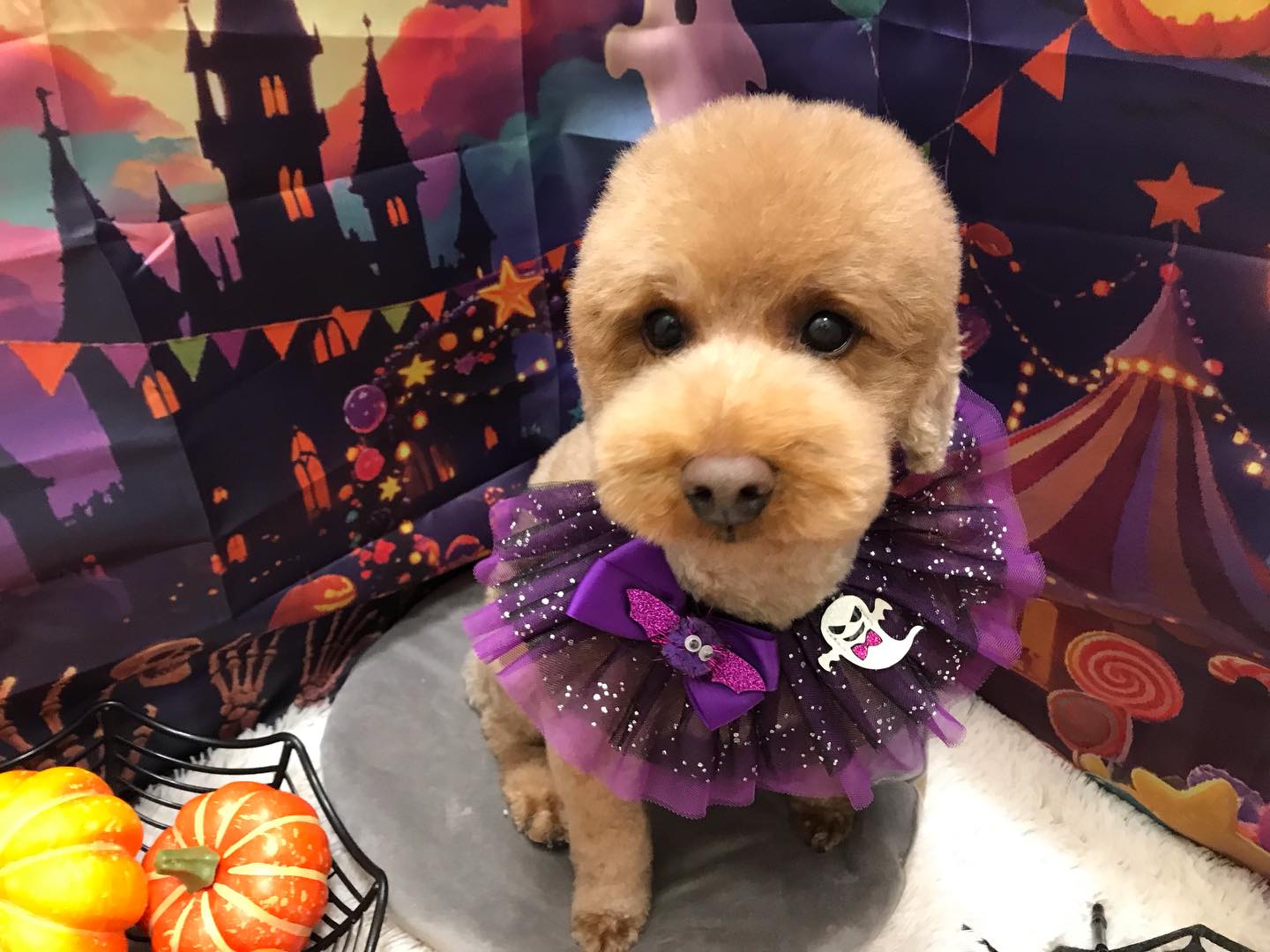 🐶トイプードルのプーポンちゃん🐶