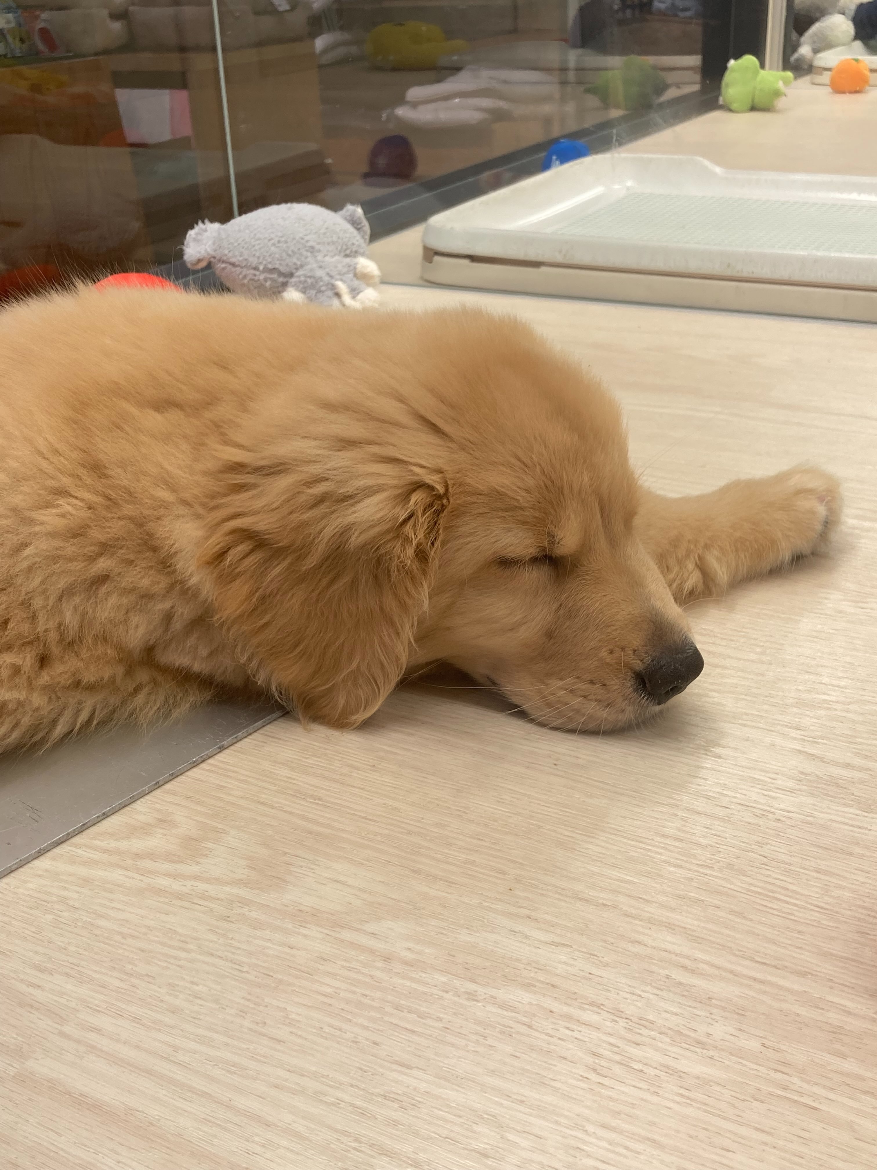 寝顔がかわいいゴルたん🐶🩷