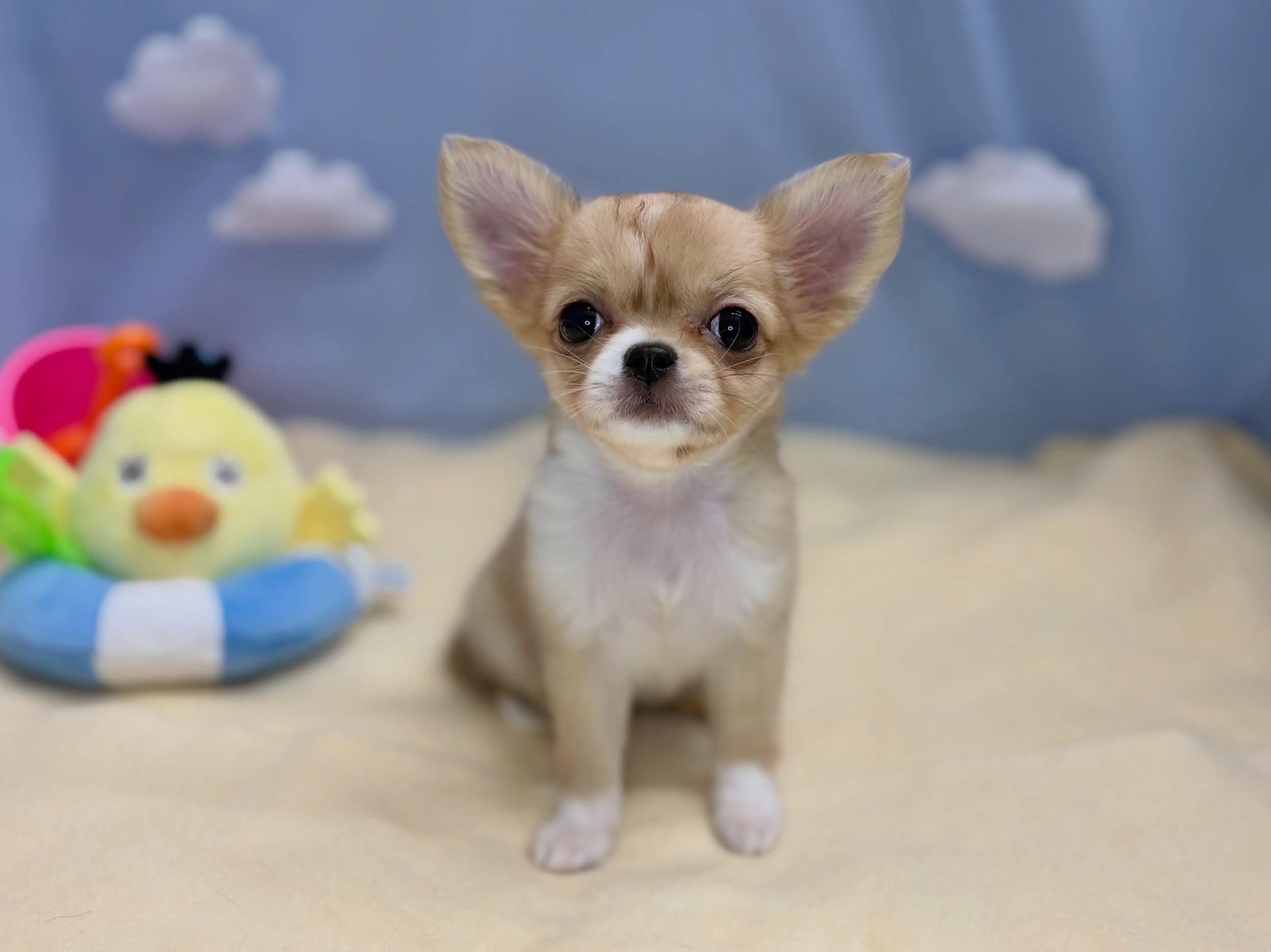 新しく元町店に仲間入りしたチワワちゃん🐶💕