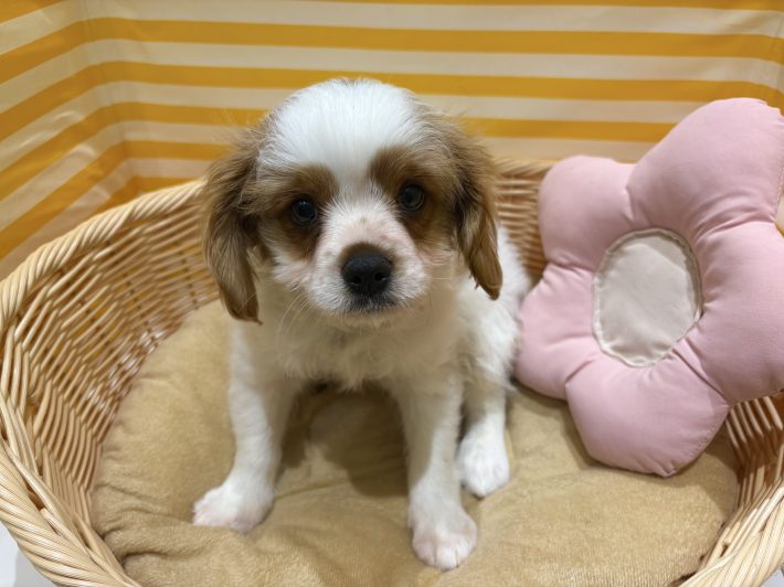 ✨ 新しい仲間がやってきました！✨