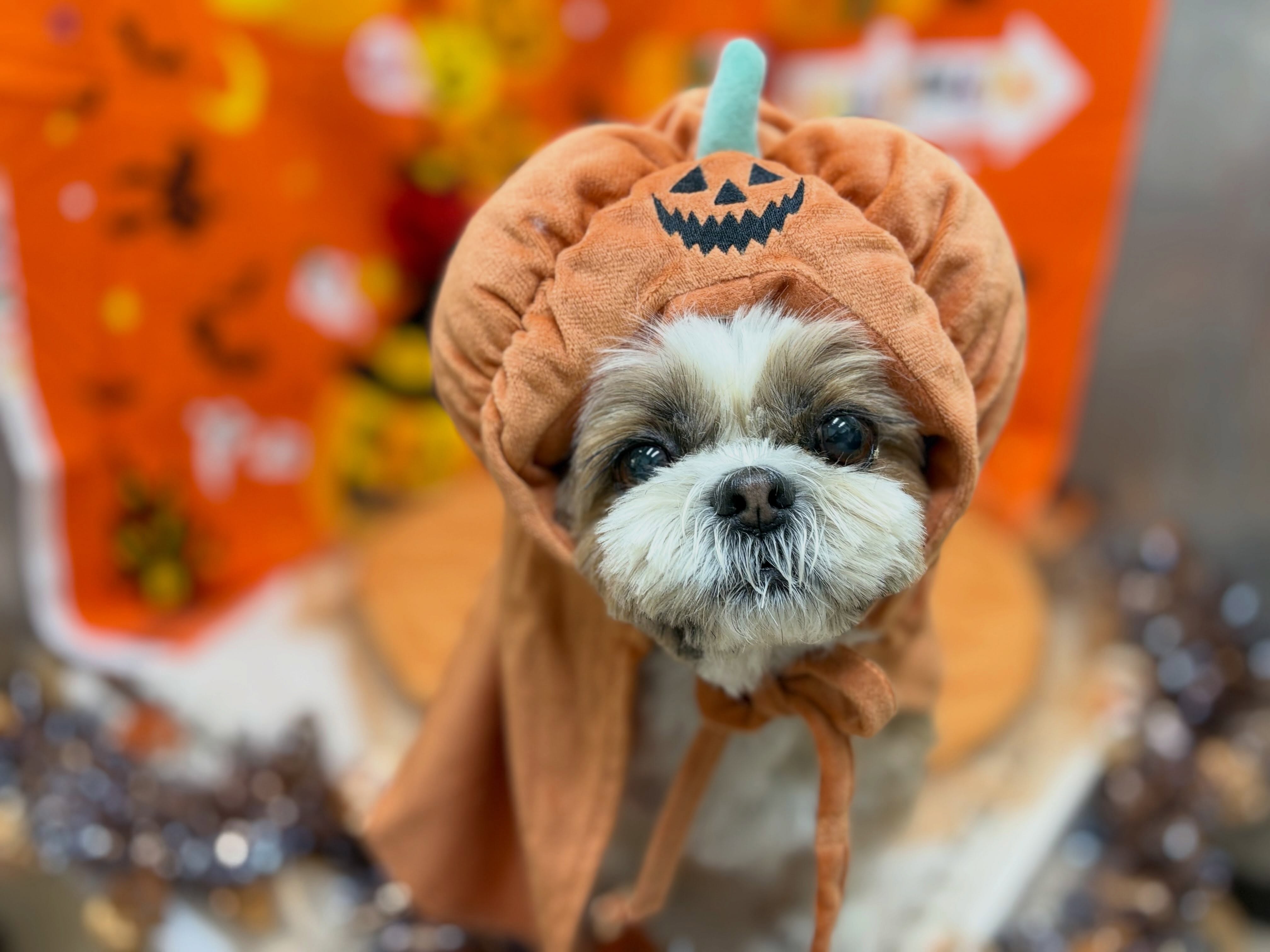 トリミングのお客様です✂️✨🎃🦇