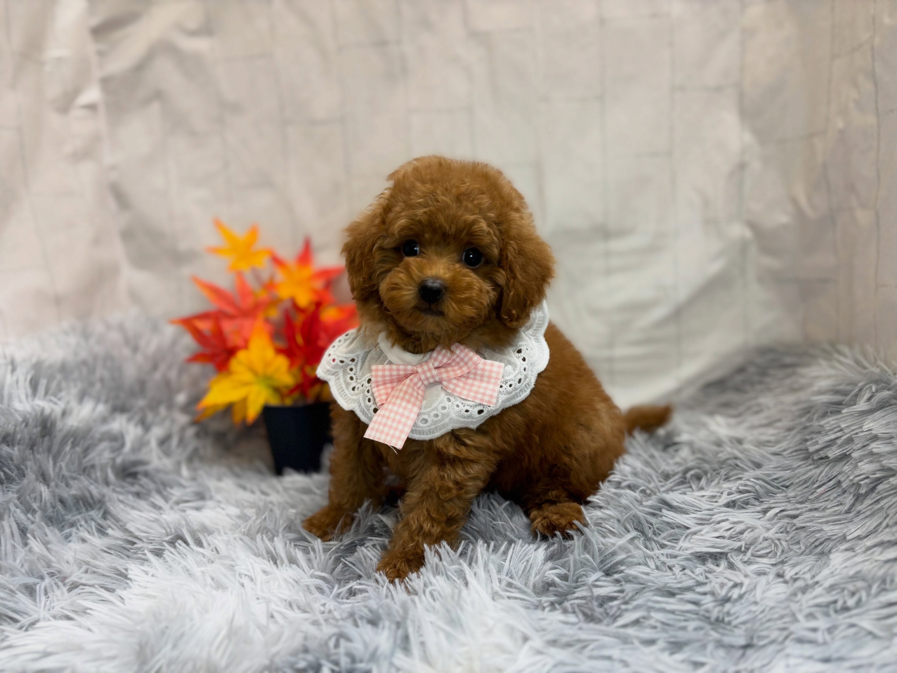 新しく元町店に仲間入りしたトイプーちゃん🐶✨