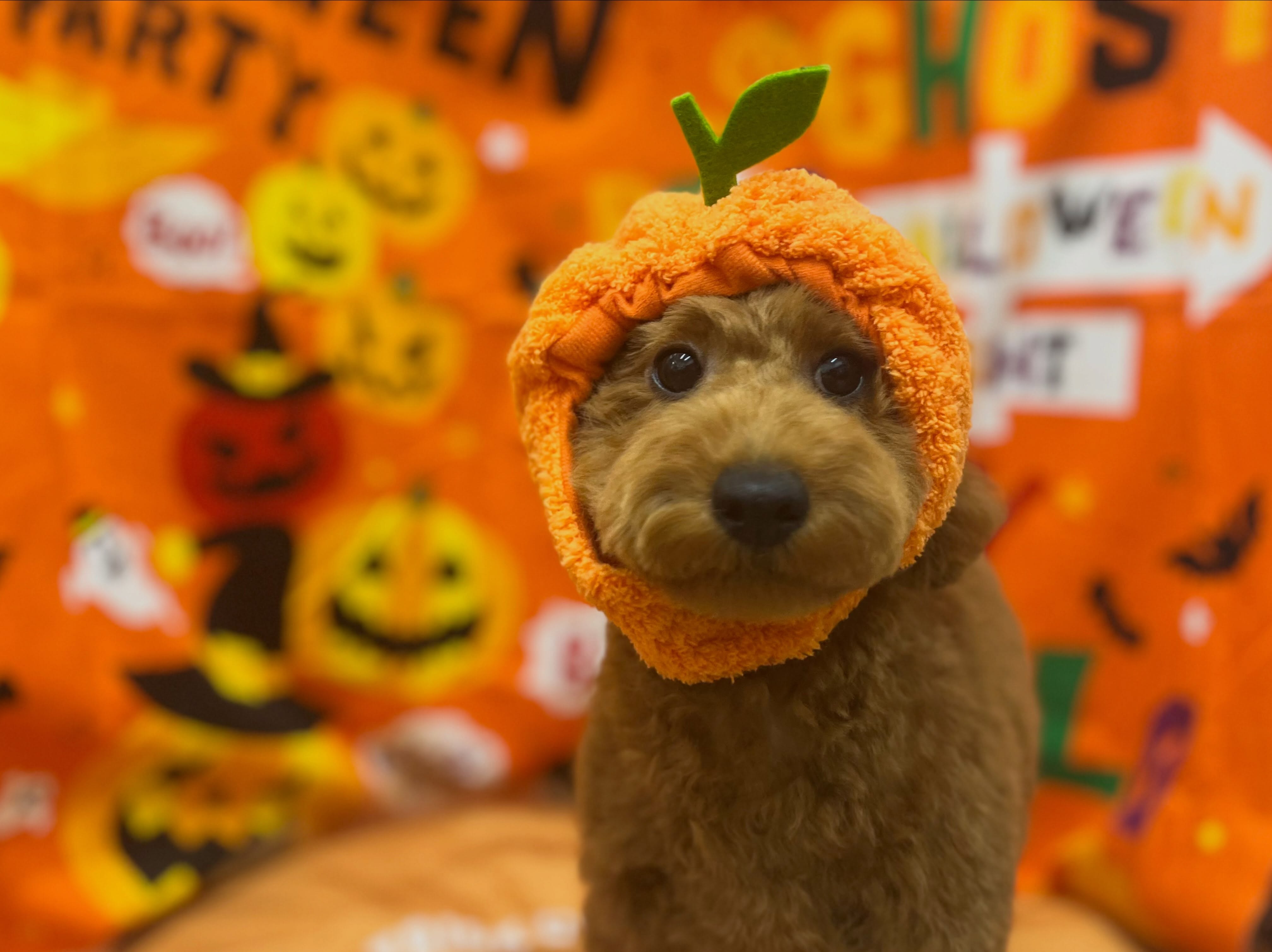 トリミングのお客様です✂️🐾👻🎃🦇