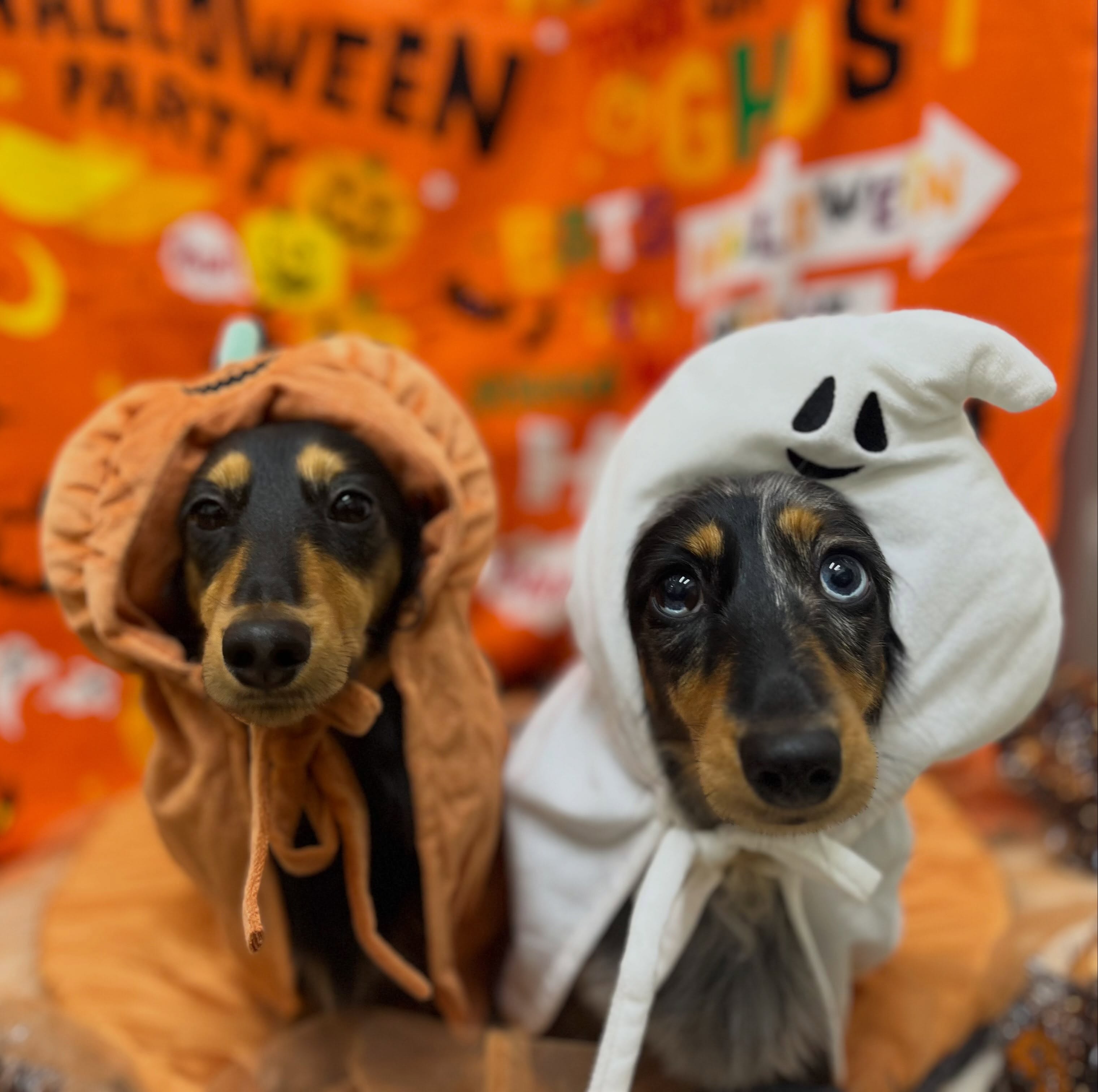 トリミングのお客様です✂️🐾👻🎃🦇
