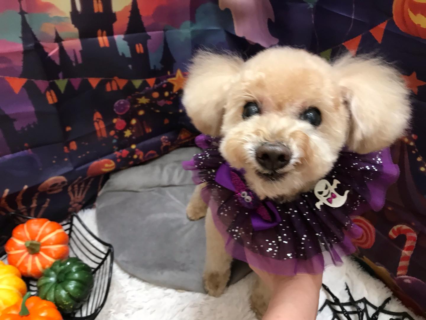 🐶プードルのモカちゃん🐶