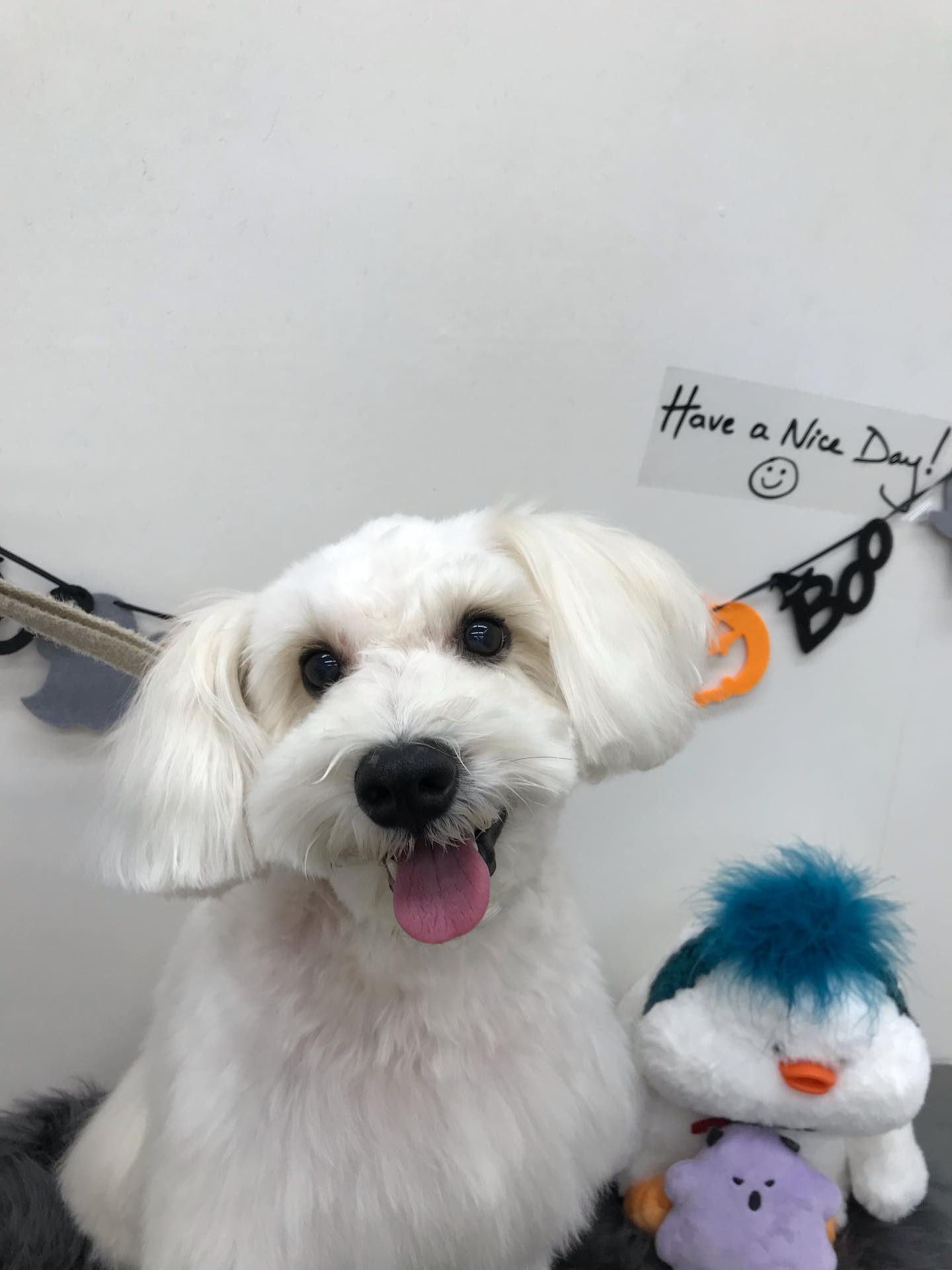 🐶トリミングご利用のお客様です💕