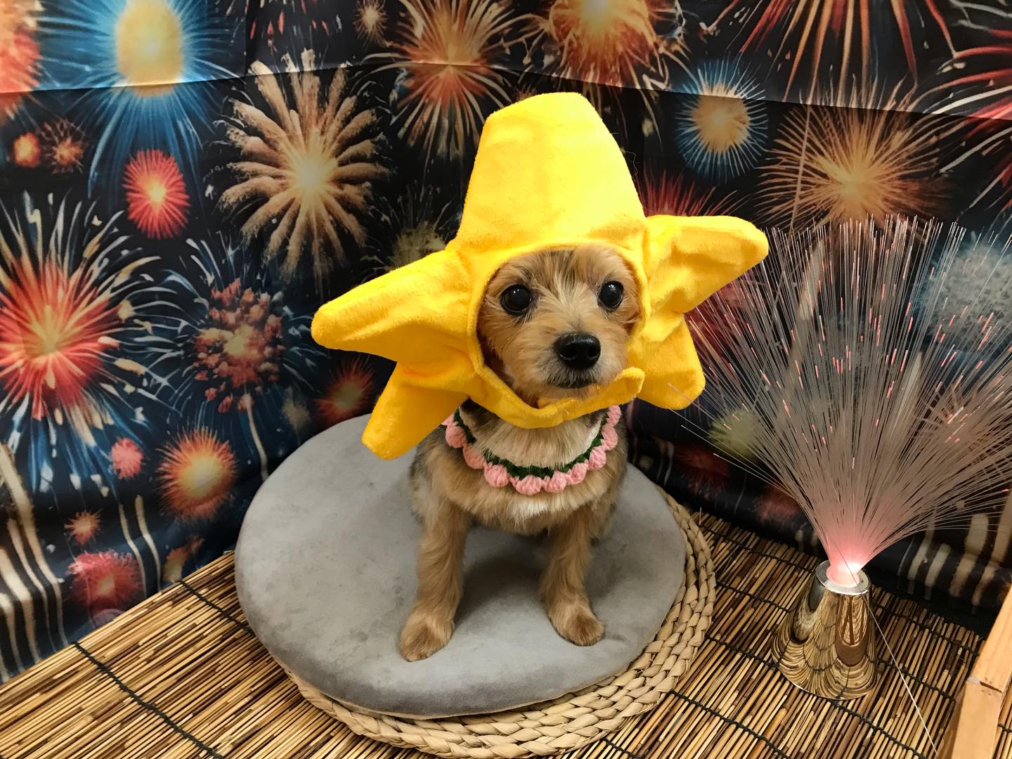🐶ヨーキーのハナちゃん🐶