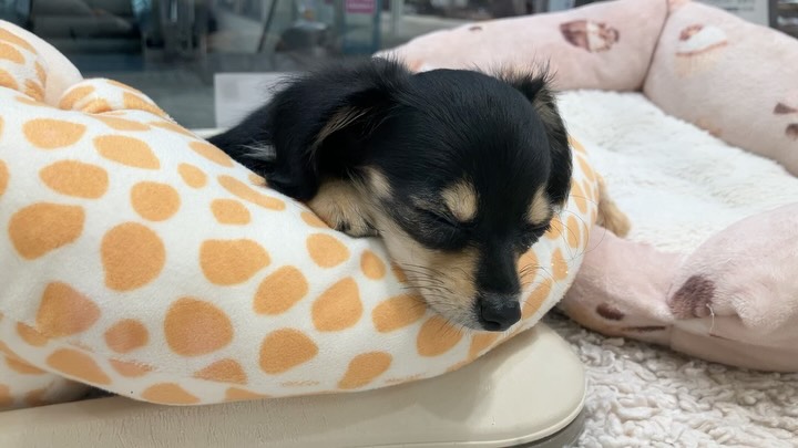 キリンさんを上手に使うチワックスちゃん😴