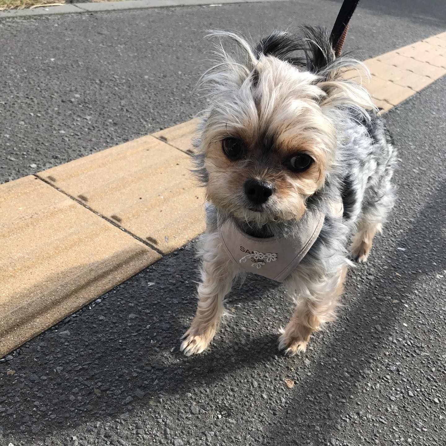 お泊まり中のくぅちゃん🧡てくてく歩きました✨