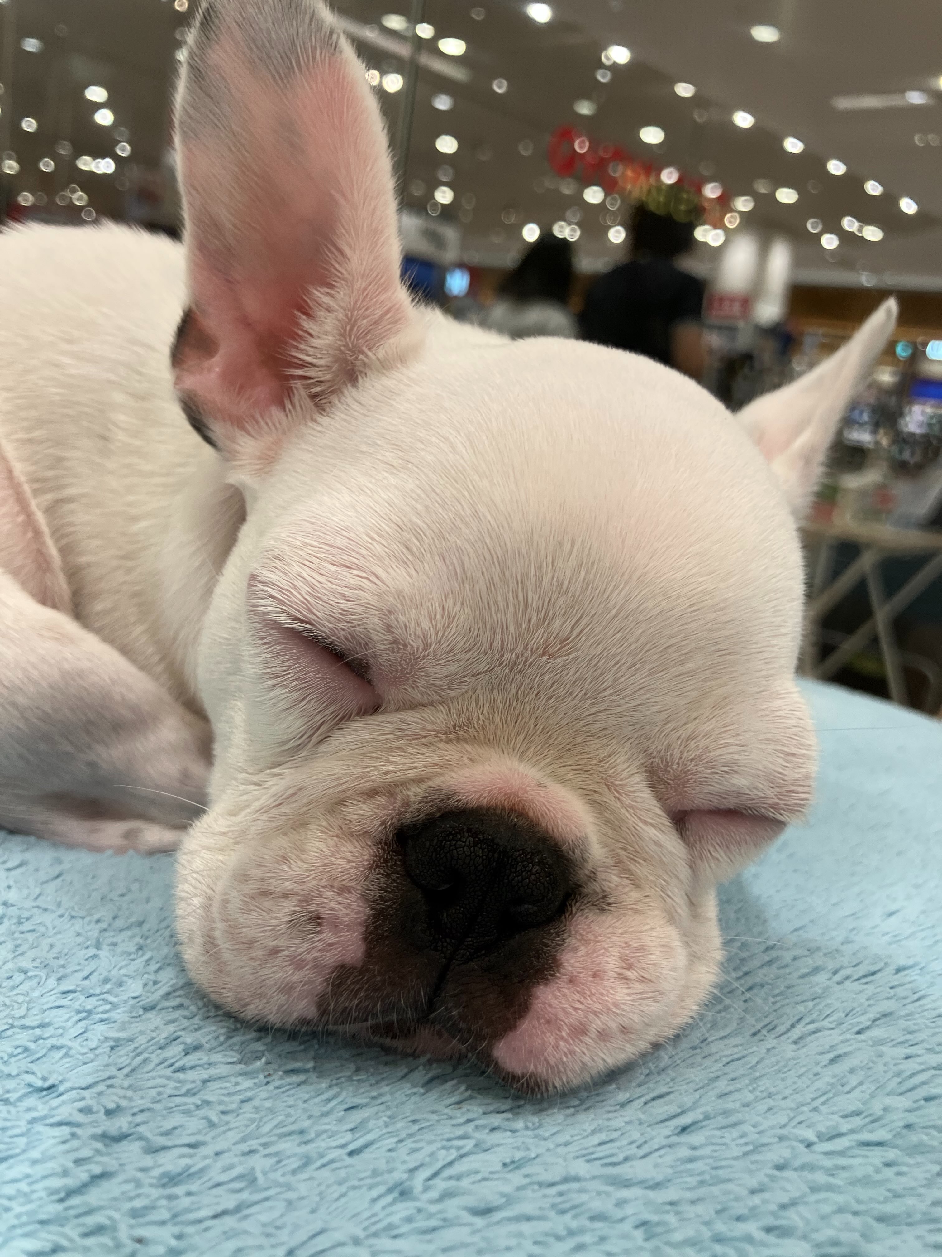 最近お引越しして来たぶーちゃん🐶