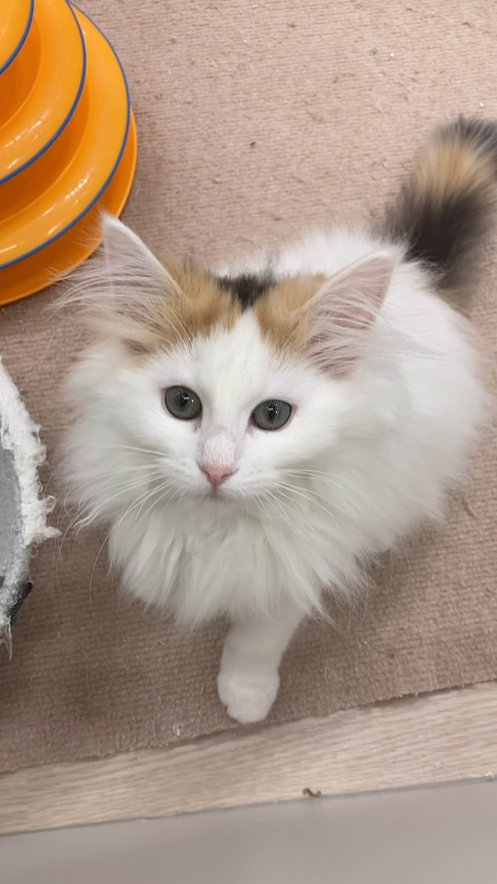 手を捕まえようとするノルちゃん🐈🩷