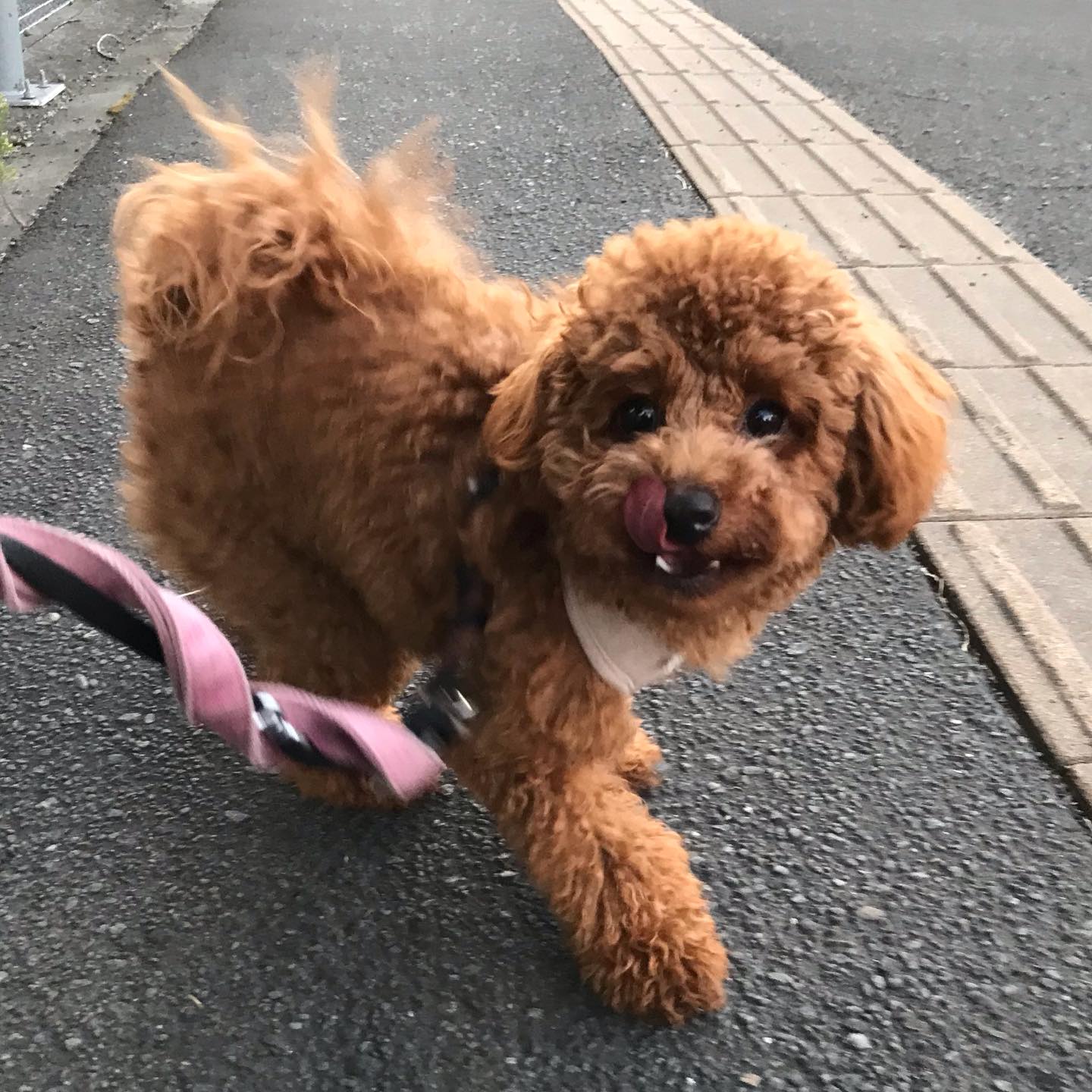 ホテルにお泊まり中のいちごちゃん💕