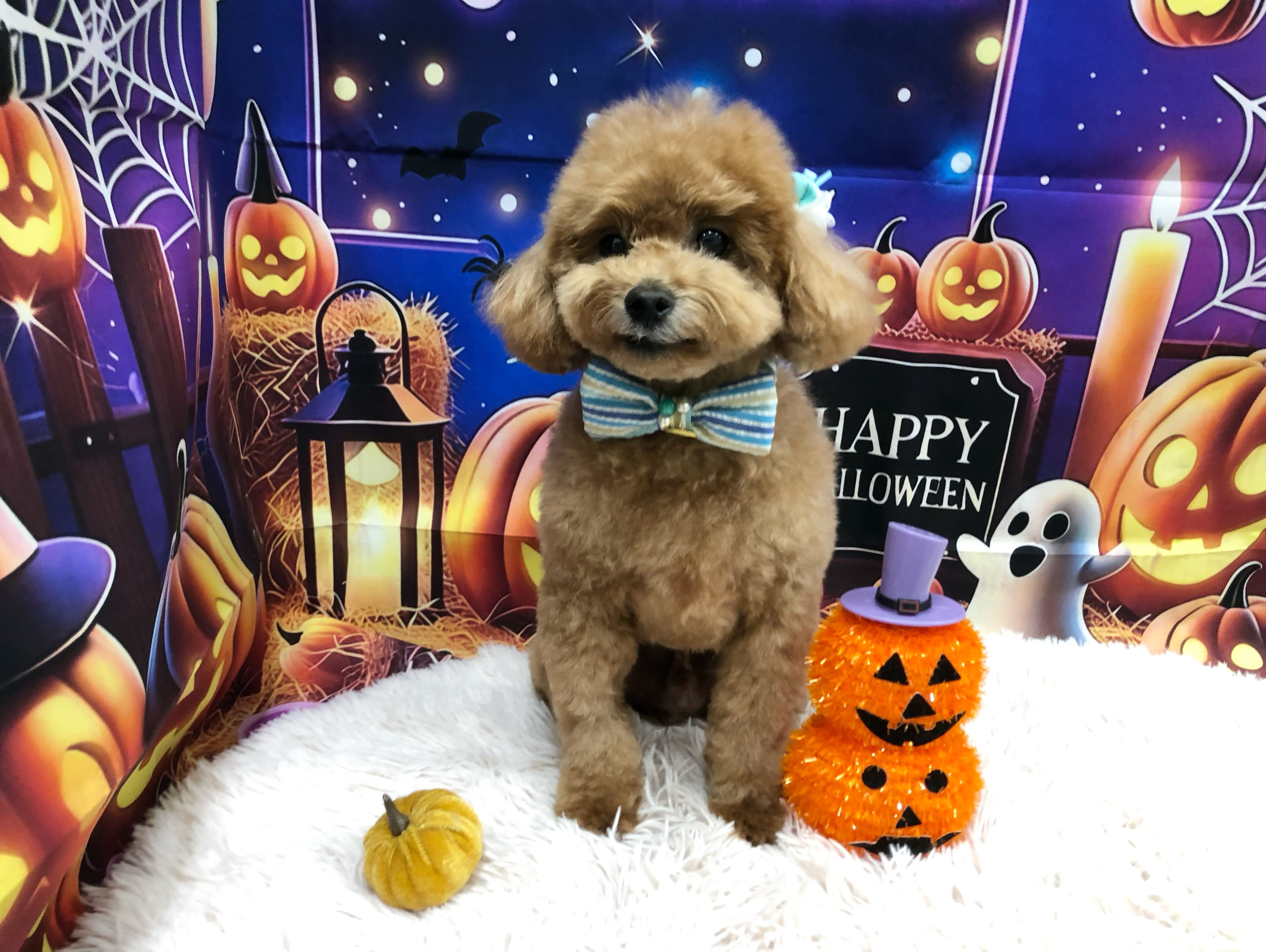 こころちゃんとゆめちゃん🎃