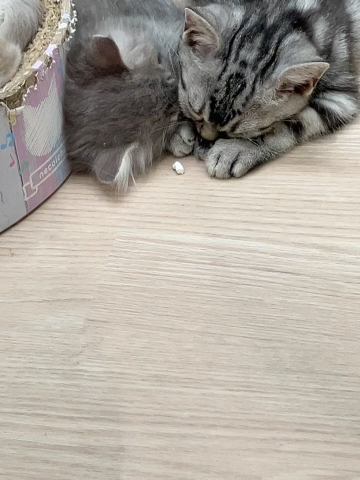 くっついて寝てると思ったら…？🤔