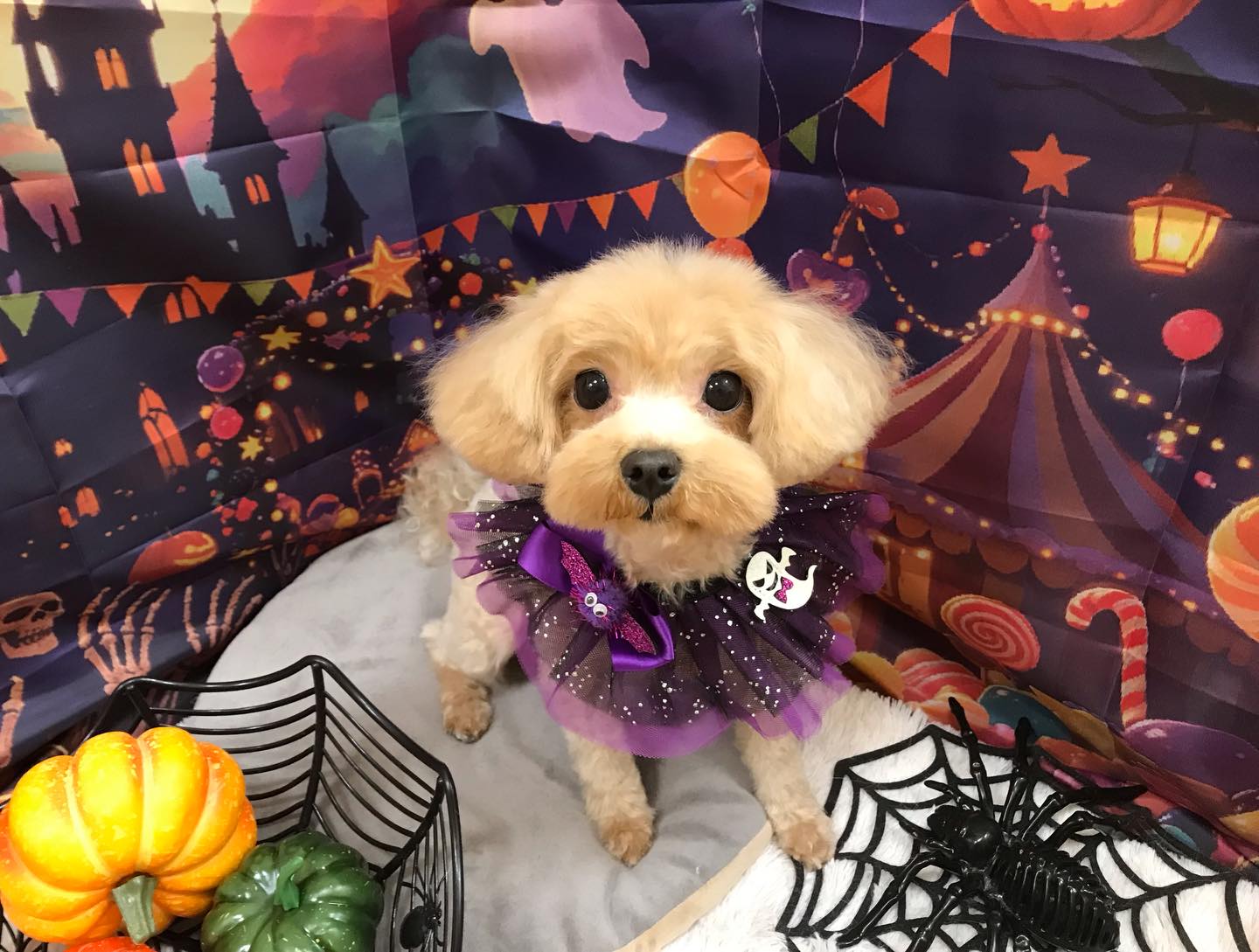 🐶mixのむぎちゃん🐶