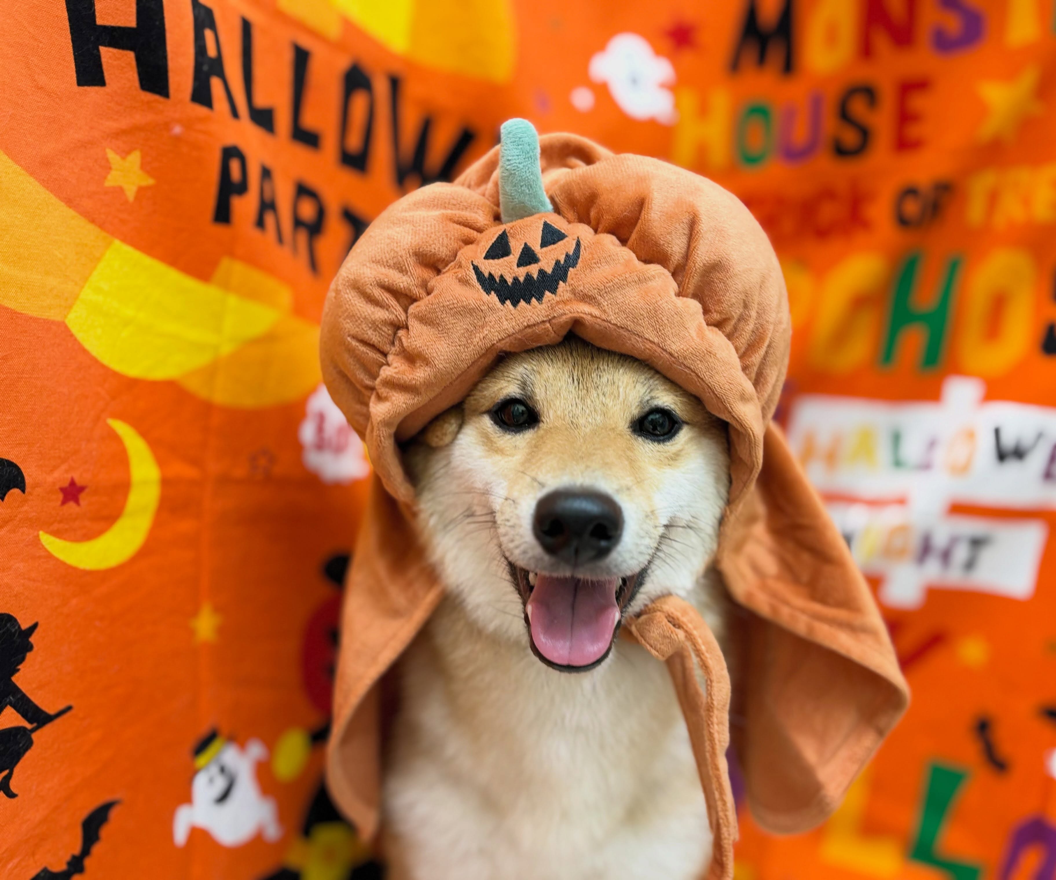 トリミングのお客様です✂️✨🎃🦇