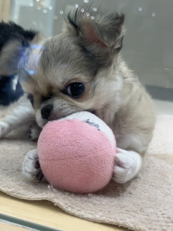 ボールで遊ぶちーちゃん🩷