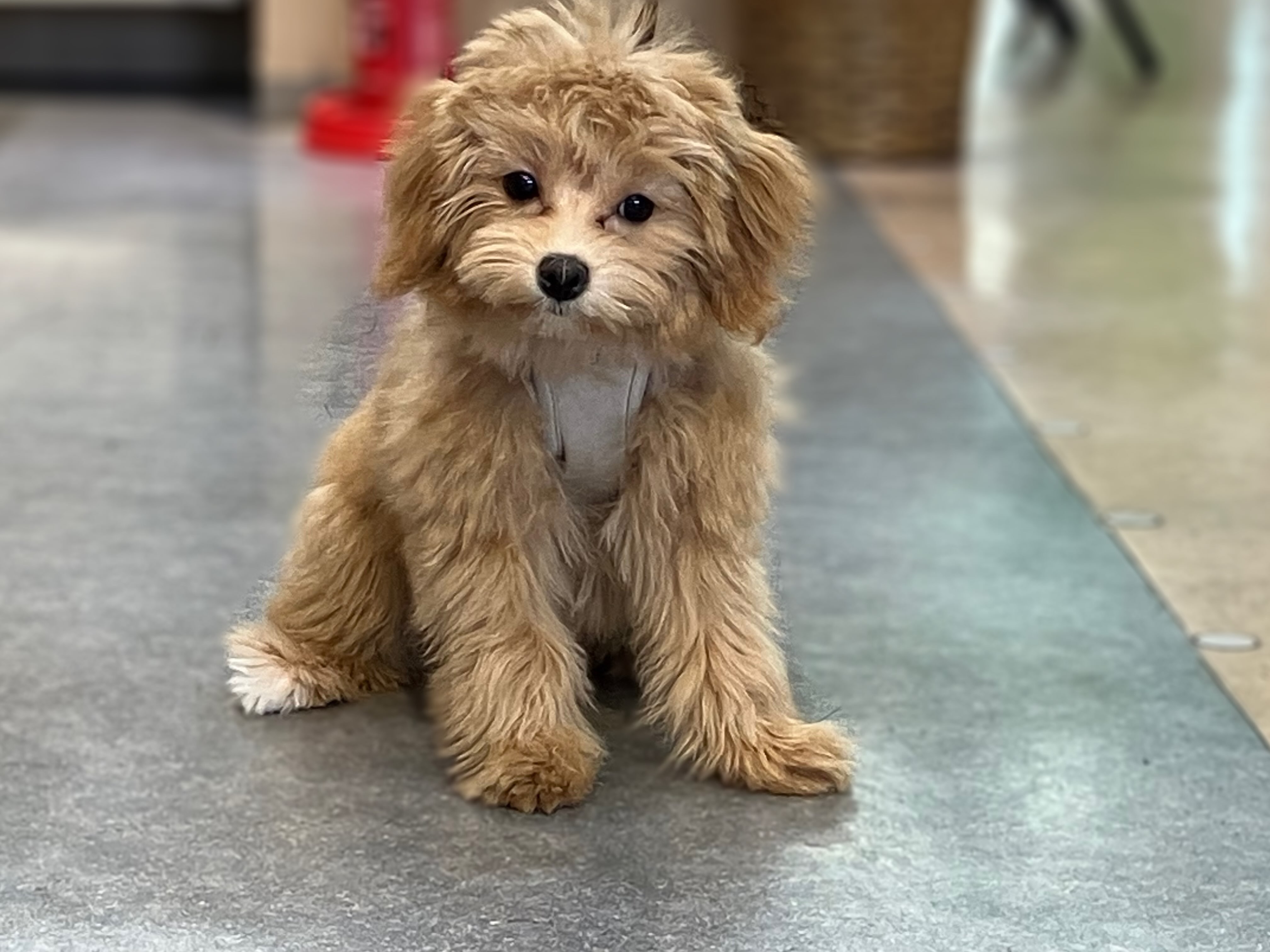 マルプーちゃんお散歩練習中🐶