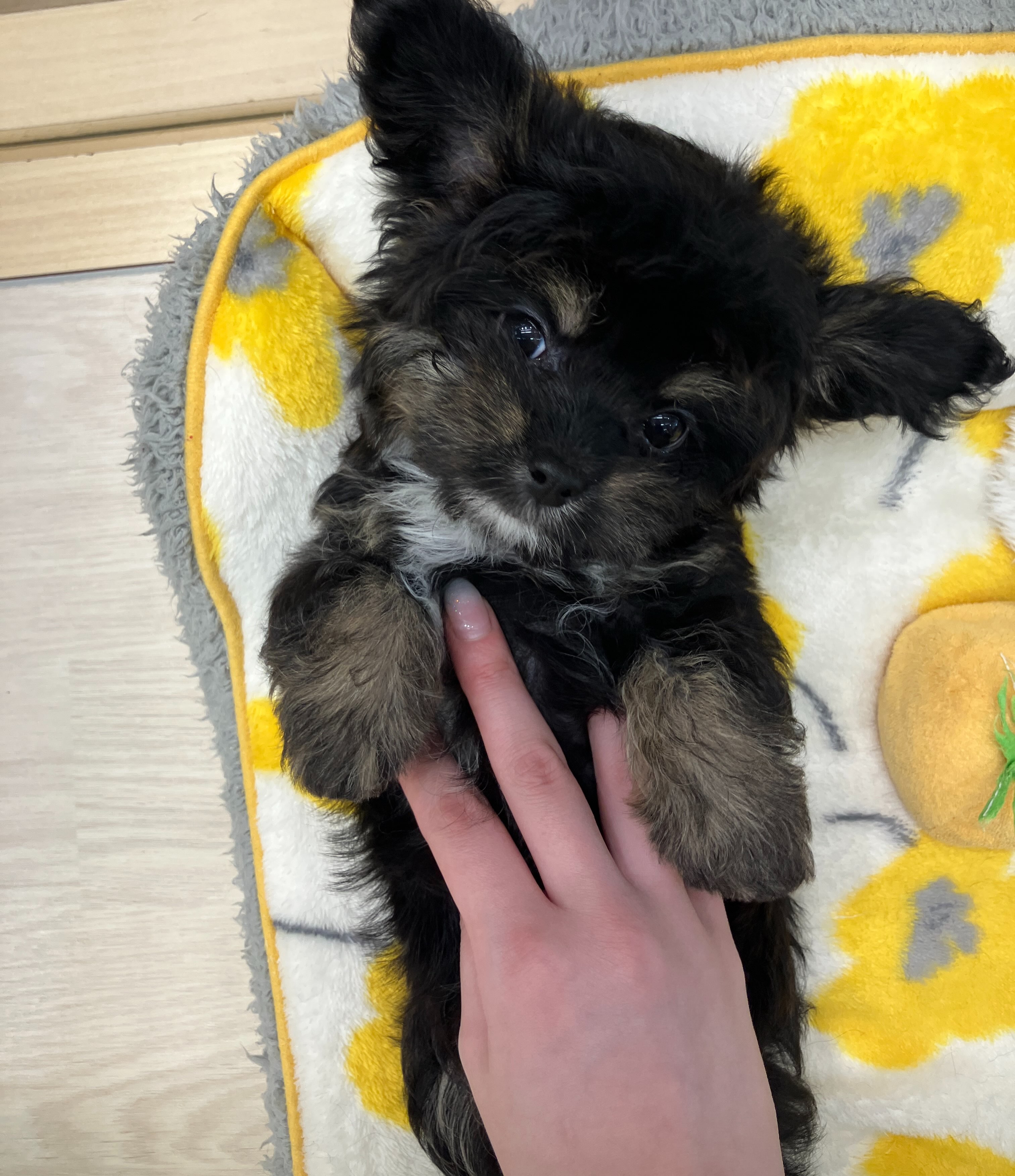 お顔がかわいすぎるポメプーちゃん🤍