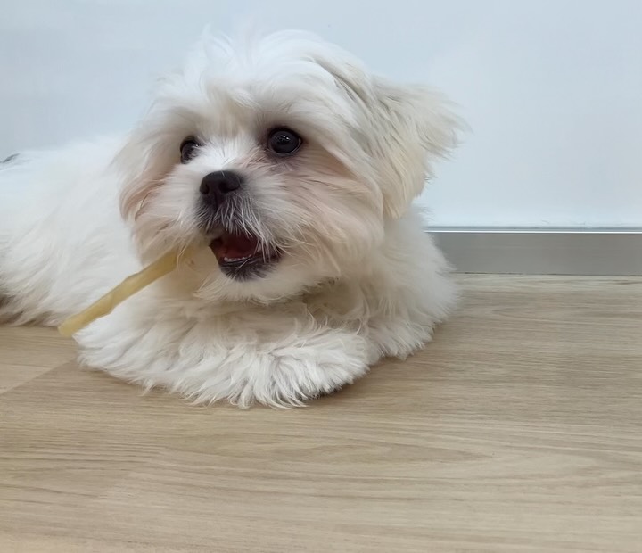 おててを添えておやつを食べるマルペキくん😍