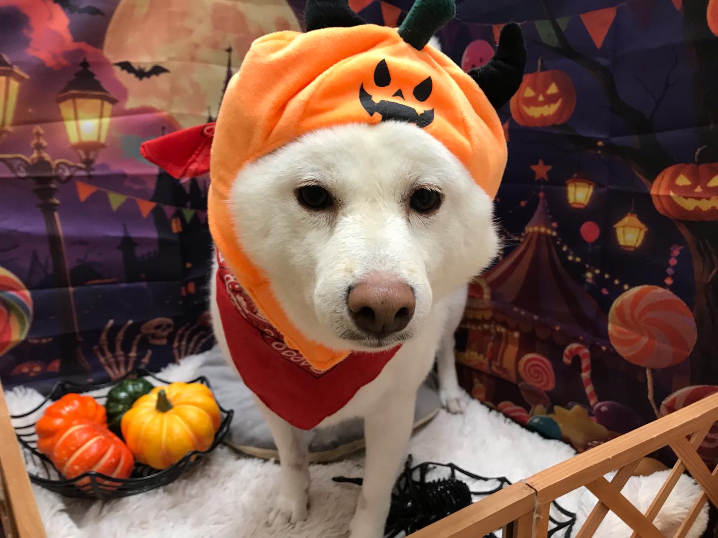 🐶柴犬のゆりあちゃん🐶