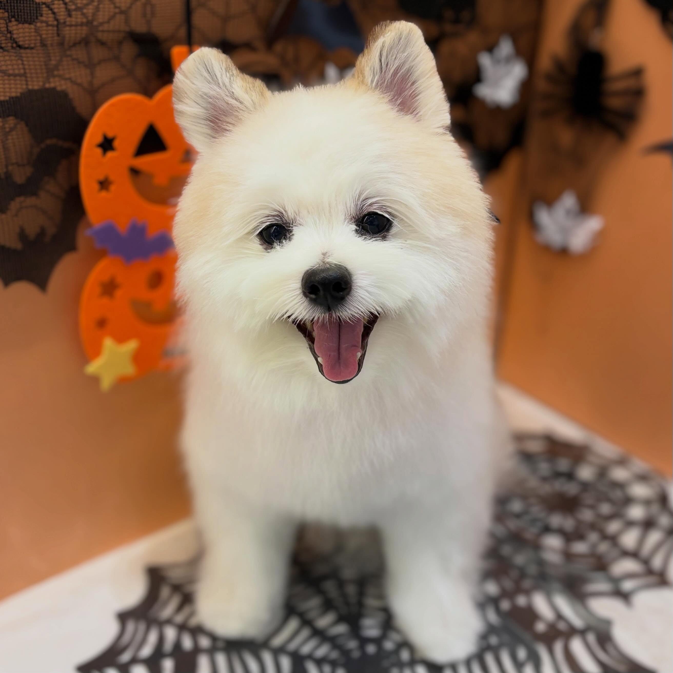トリミングご利用の#ミックス のテオちゃんです✨