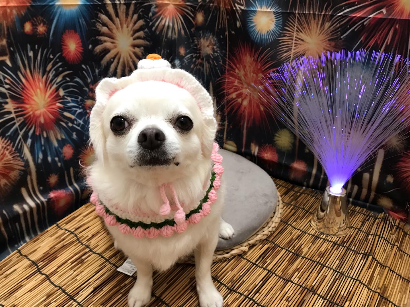 🐶チワワのふうたちゃん🐶
