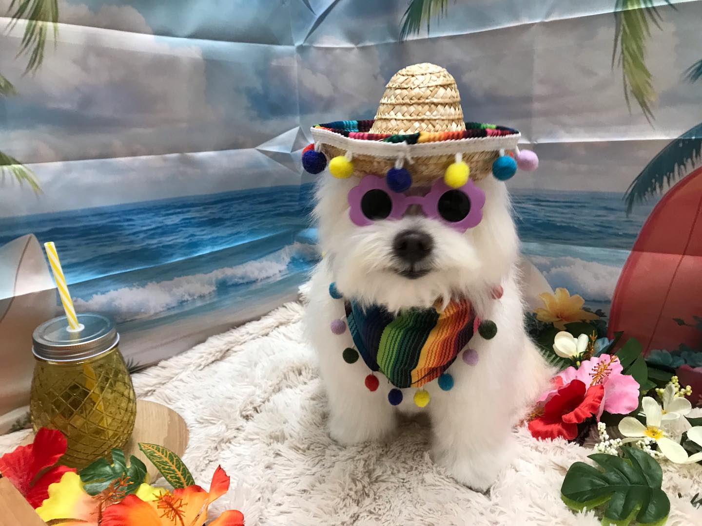 🐶mixのララちゃん🐶