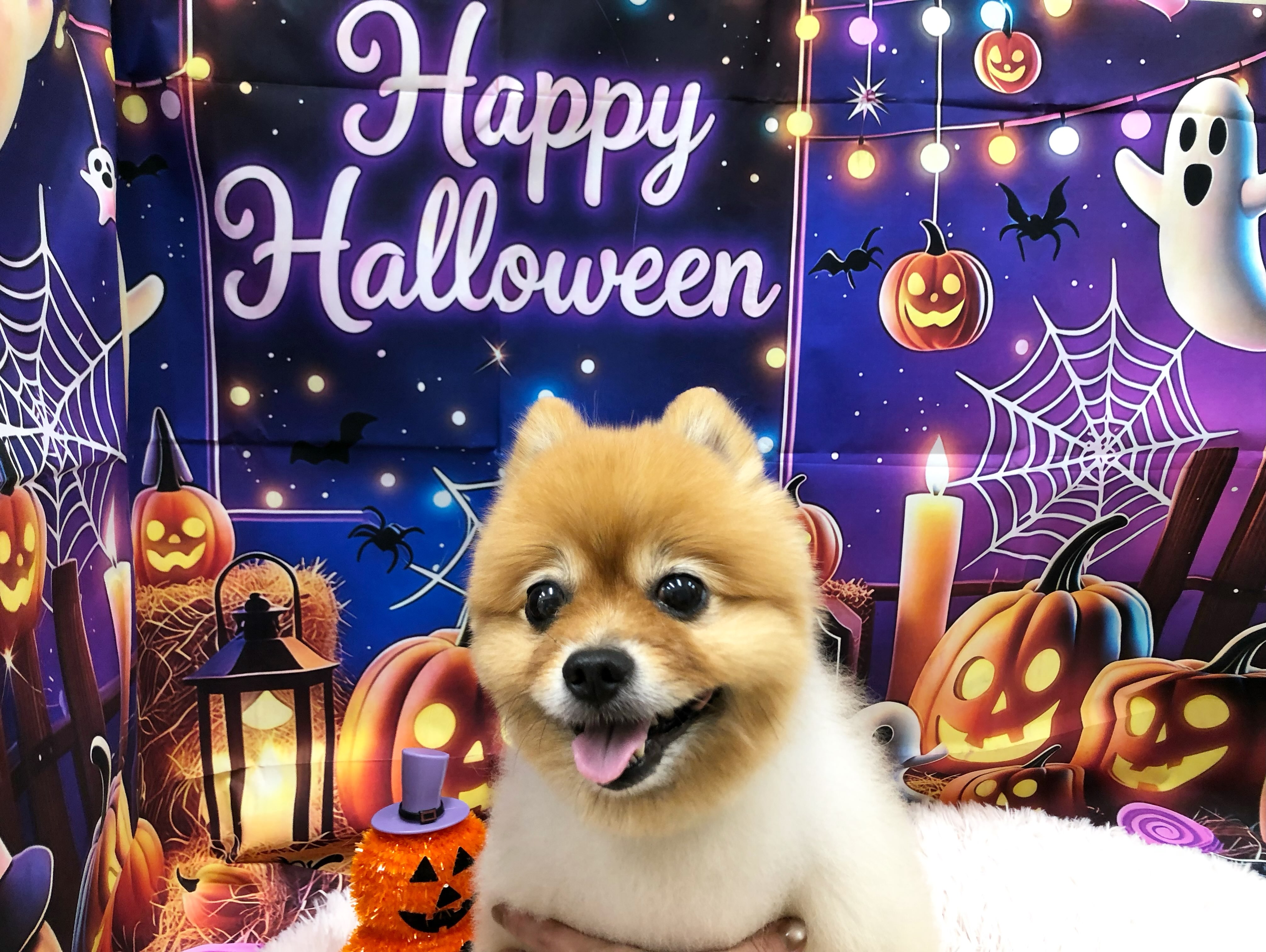 むぎちゃん🎃