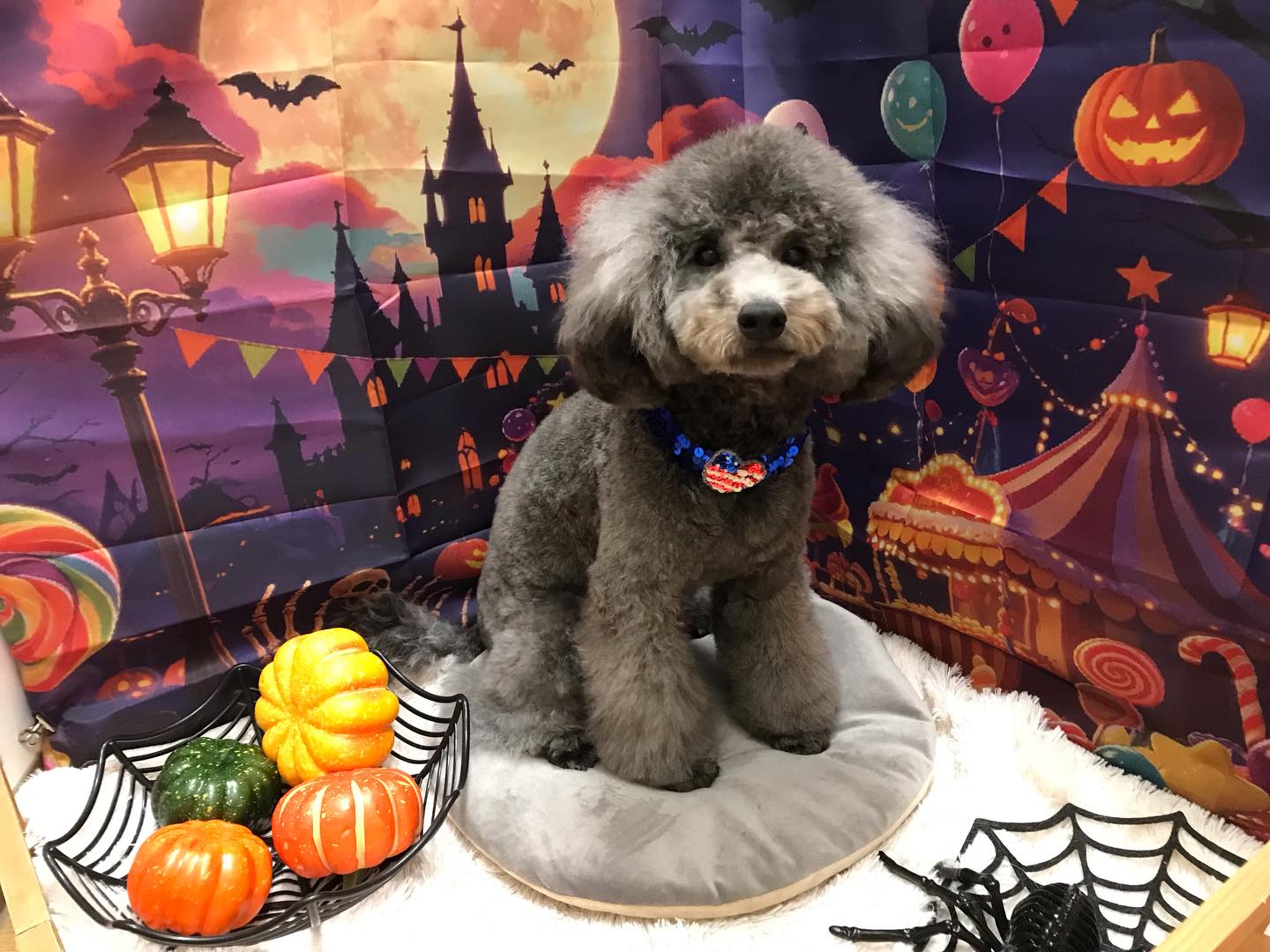 🐶プードルのココちゃん🐶