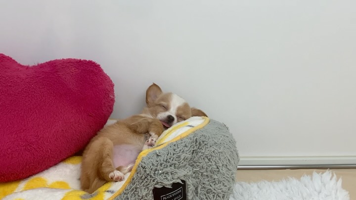 ちーたん爆睡中😴👅