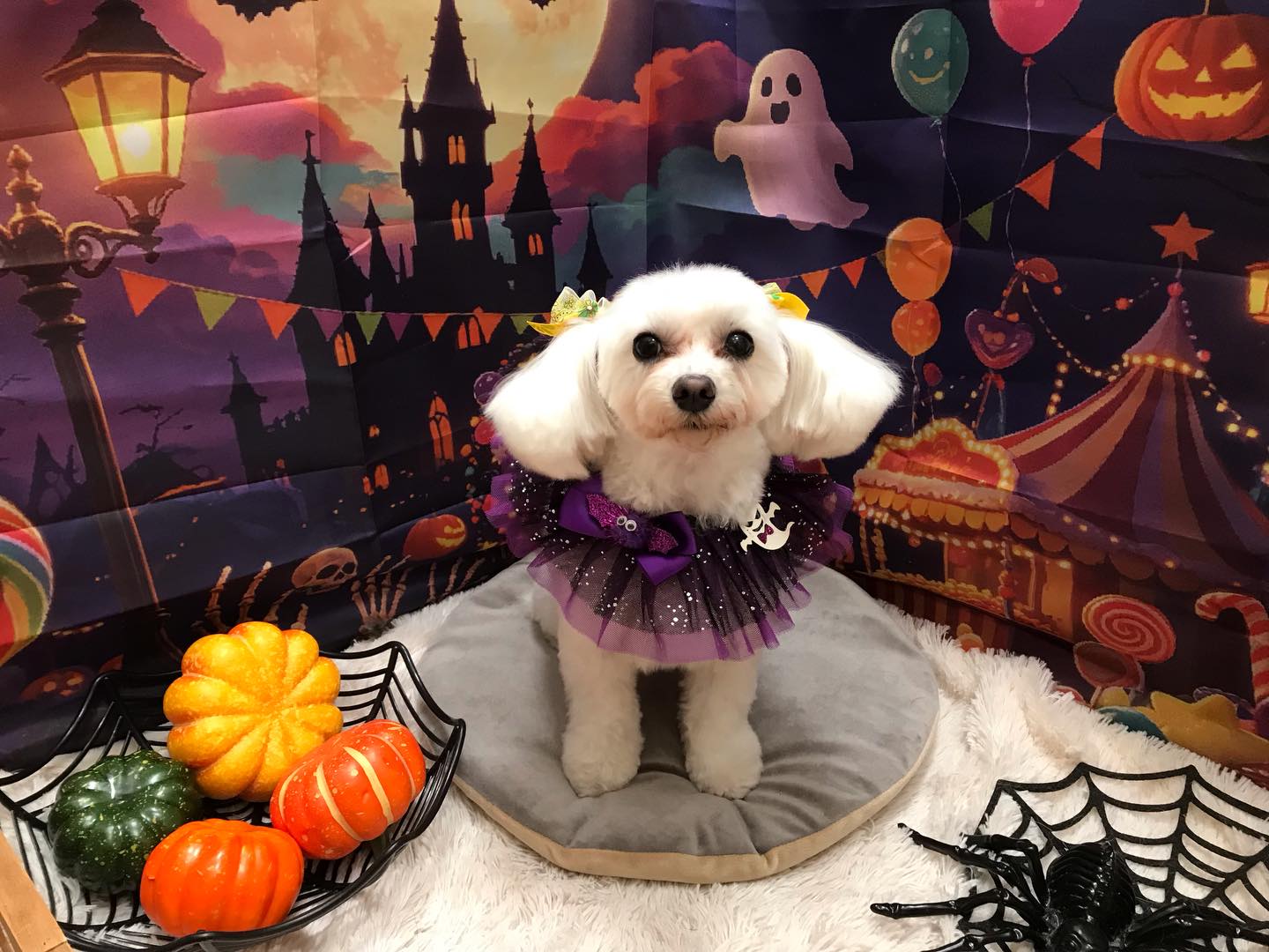 🐶mixのむぎちゃん🐶