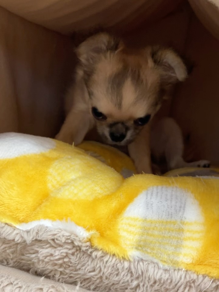 ちーちゃんかまくらベッドが気に入ったみたい...