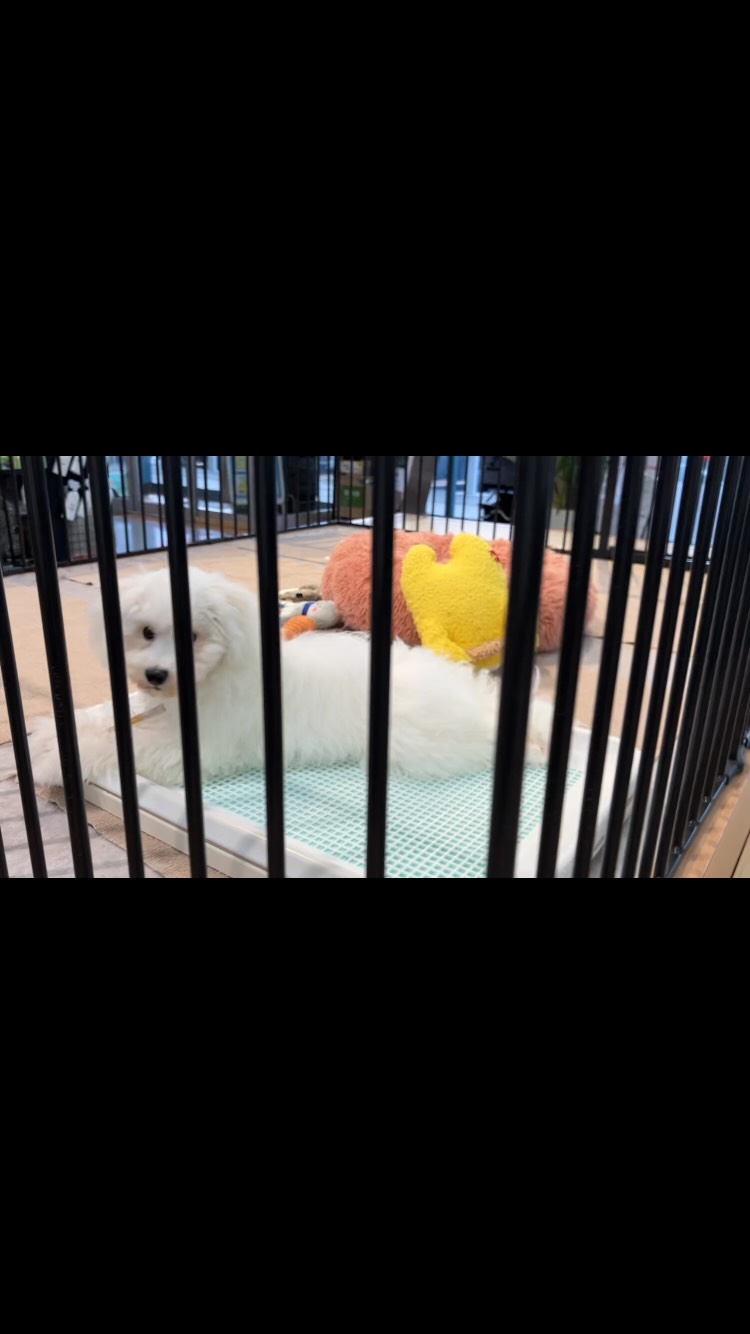 後ろ姿も可愛いビッたん🐻‍❄️💙