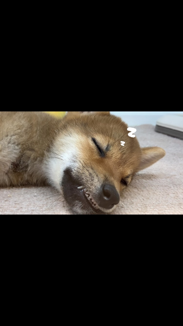 しばち、、、