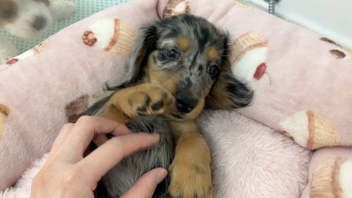 のほほーんなお顔のだっくん😄