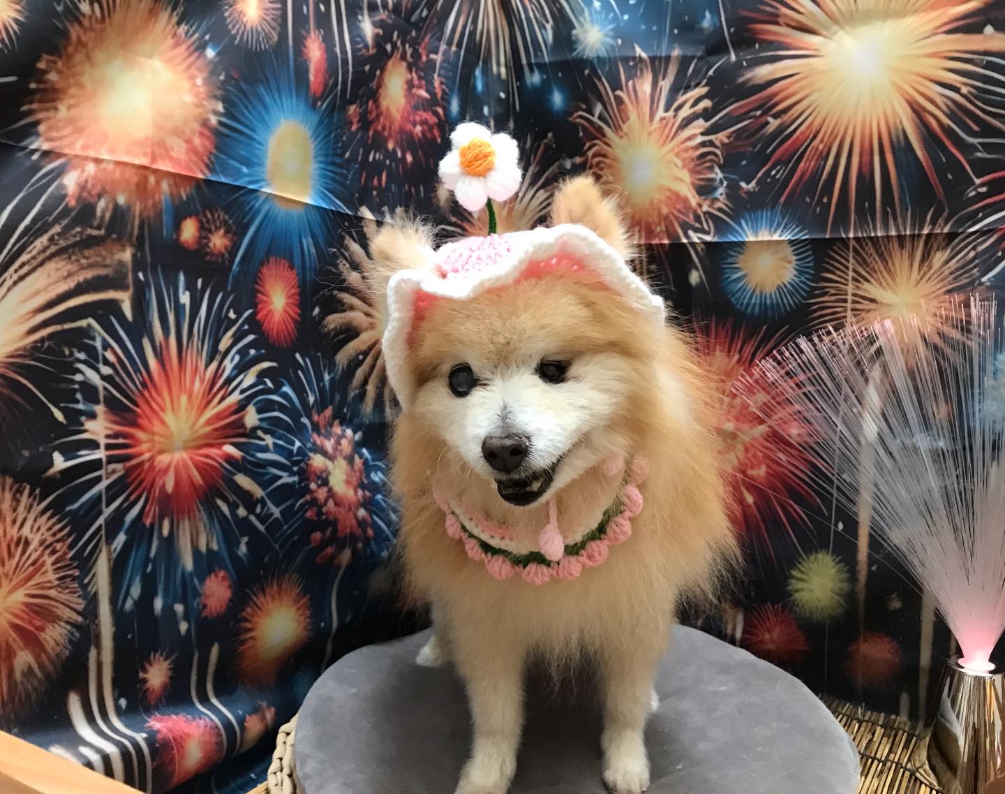 🐶ポメラニアンのチャッピーちゃん🐶