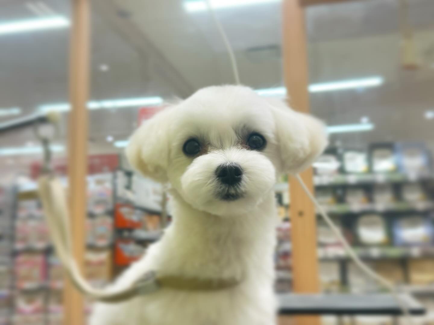 🫧🤍トリミングご利用のお客様🤍🫧