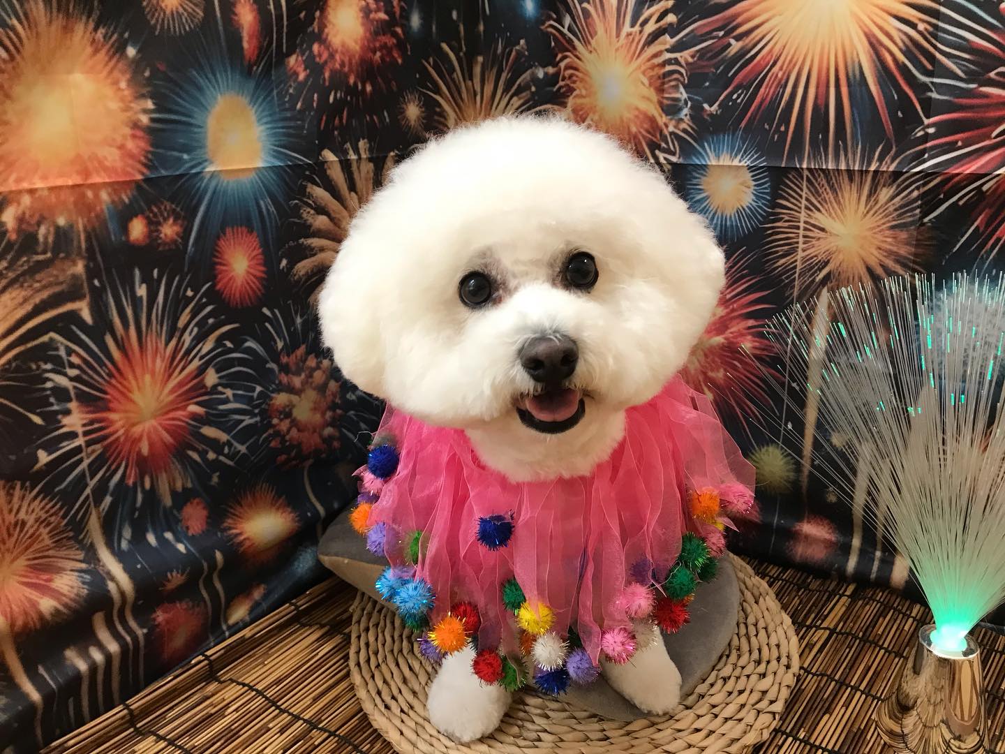 🐶ビションフリーゼのうたちゃん🐶