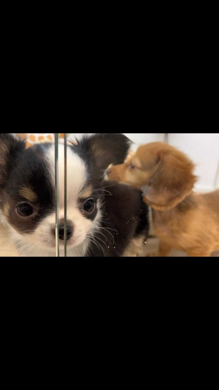 ちっちとだっちん🐶🐶💗