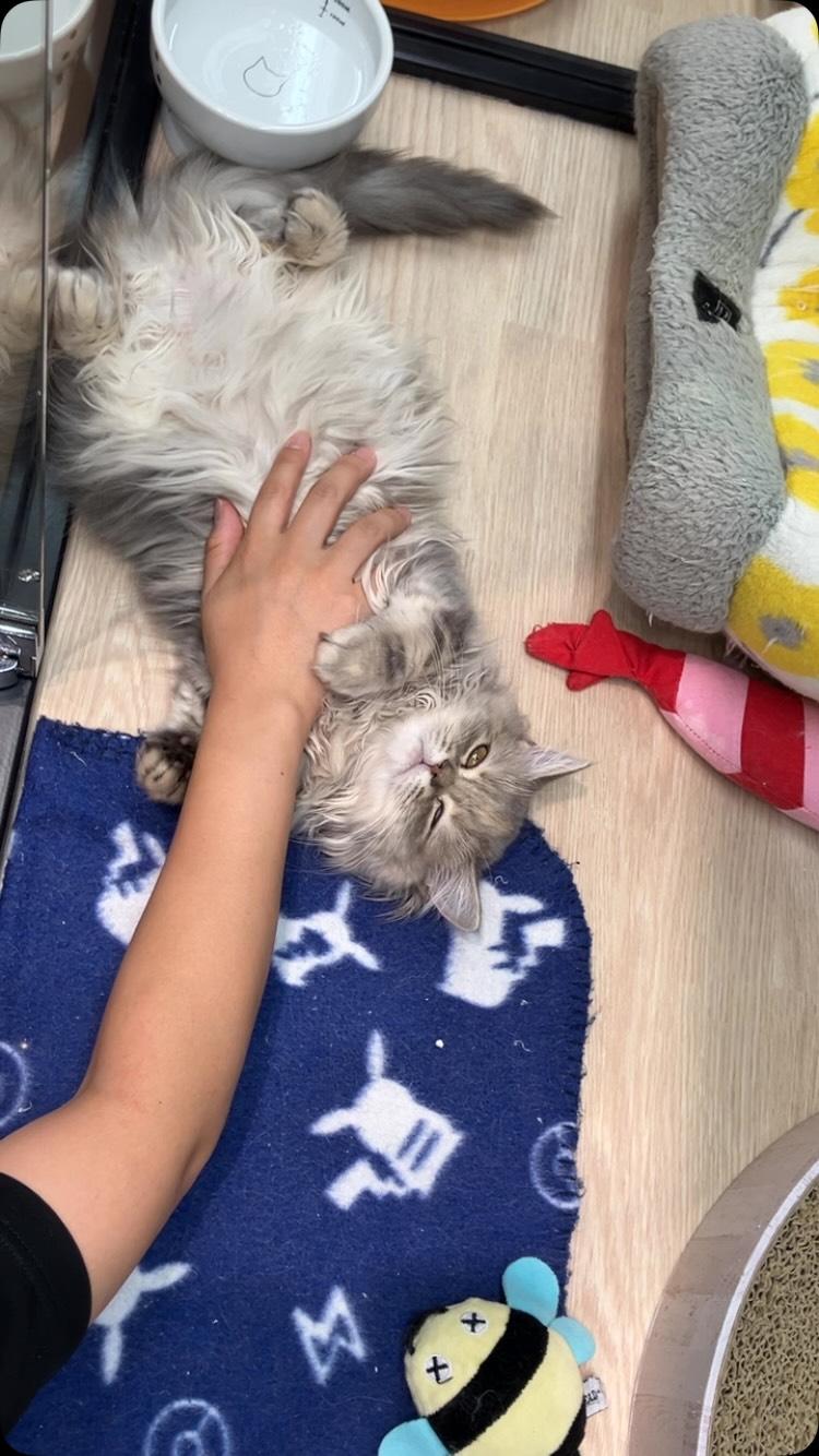 とーってもリラックスモードなラガちゃん😪💕