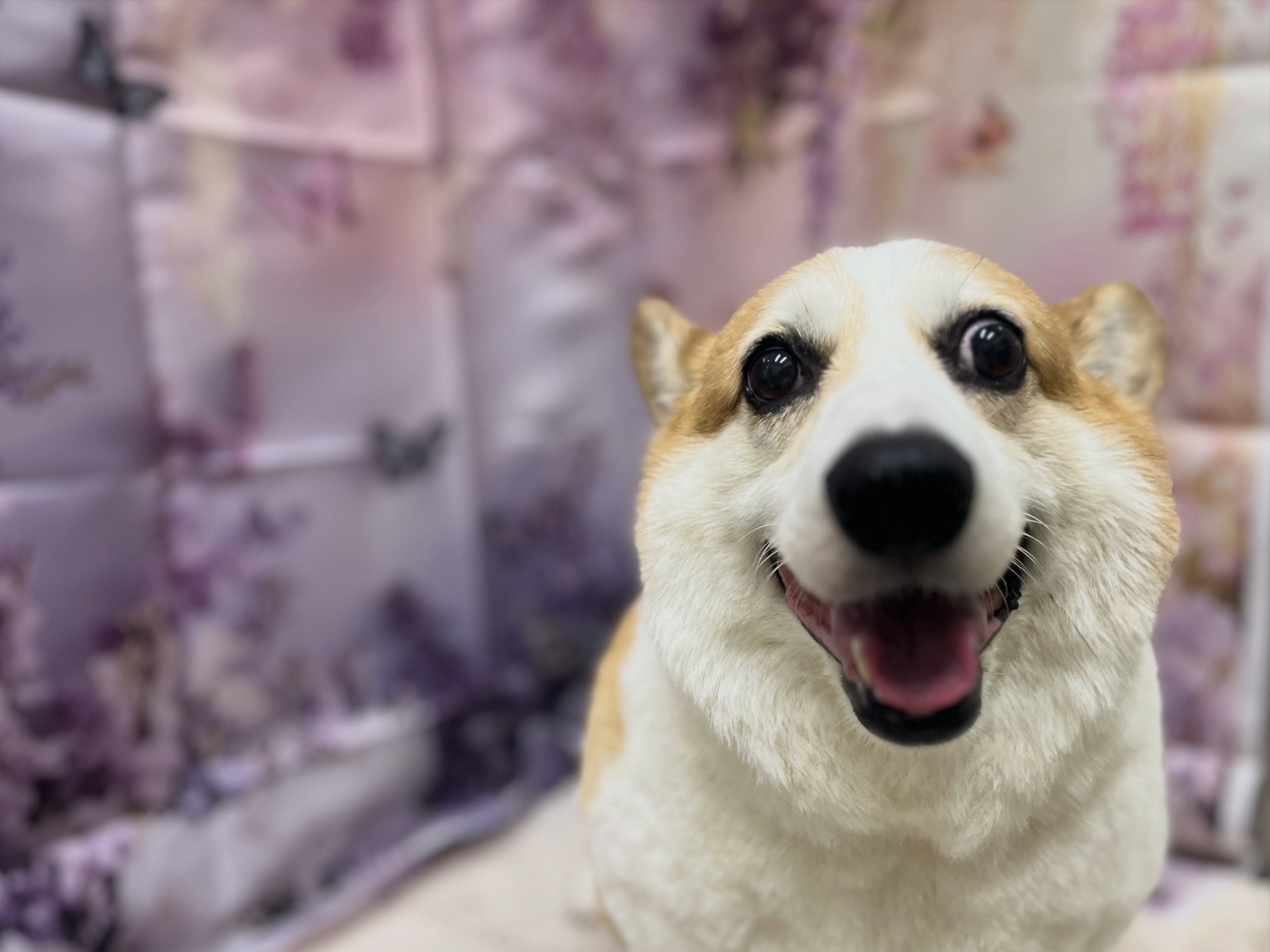 トリミングのお客様です✂️🐾🦄🧸🪻💜