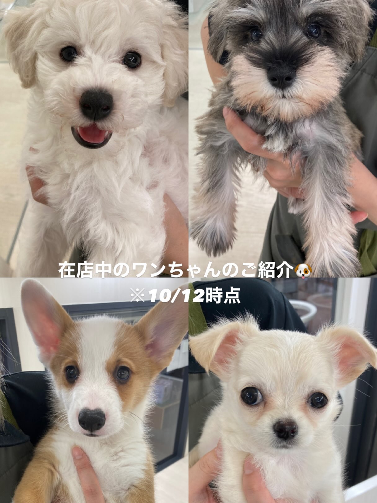 当店にいるかわいいワンちゃんのご紹介です🐶