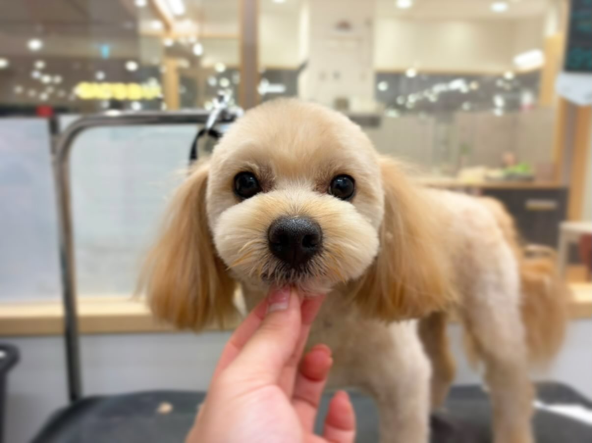 🫧ご利用のお客様🫧