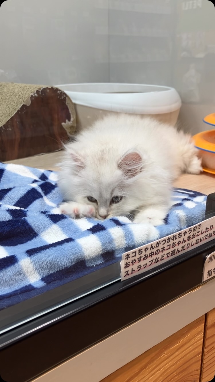 今日も朝からふみふみ🐾