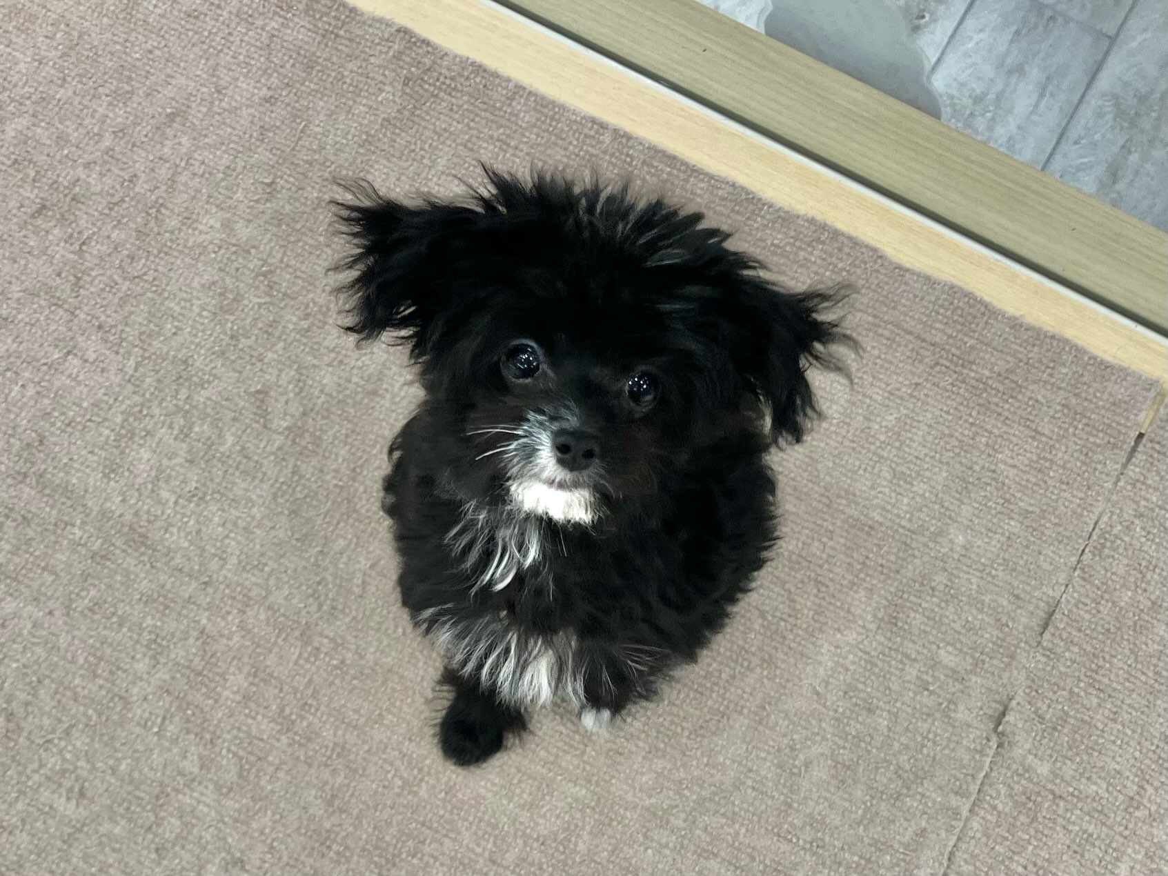 今日のチワプーたん🐶