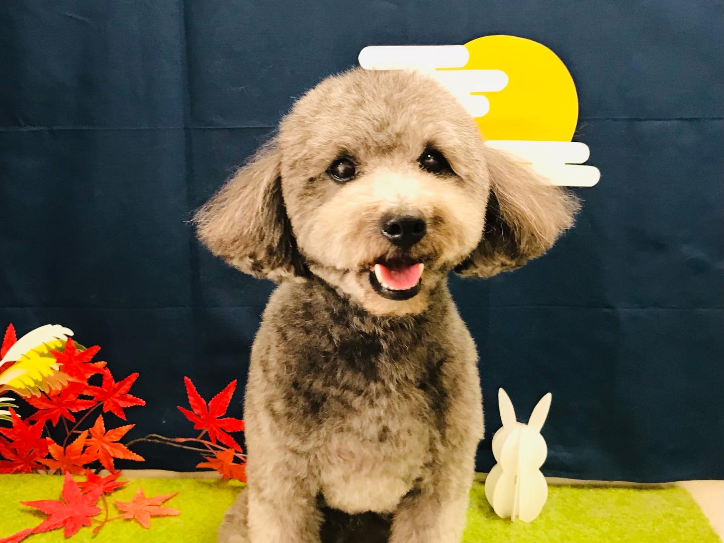 トリミングご利用のお客様です❣️