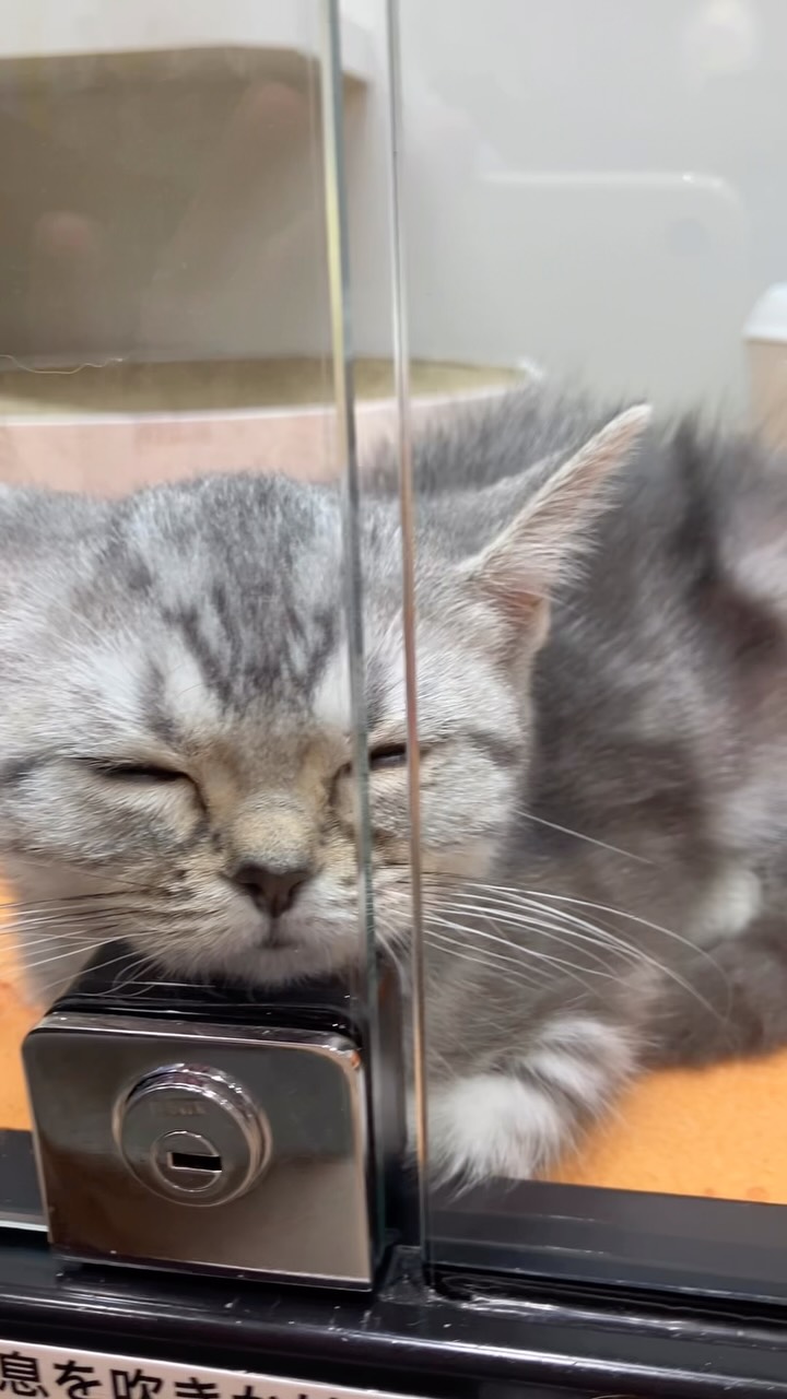 抱っこを待ちきれなくて寝ちゃったアメショち...